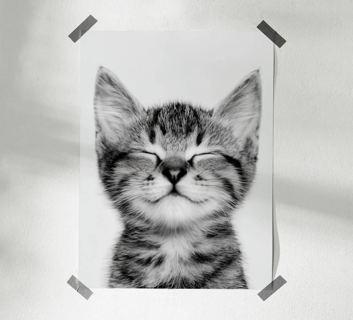 Gattino tranquillo poster da Alva Studio