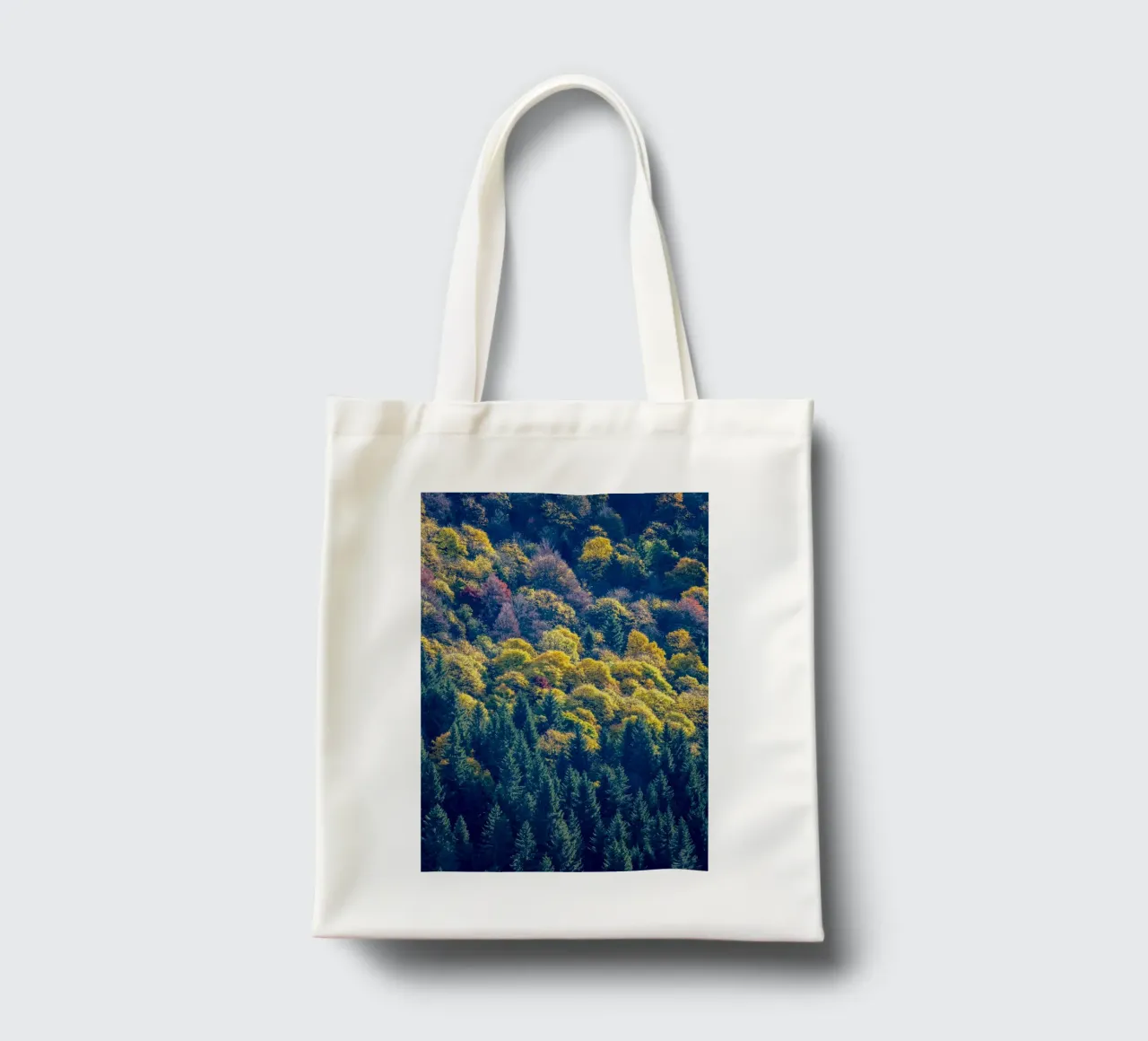 Colourful trees in a forest on a mountain borsa in juta da anderm