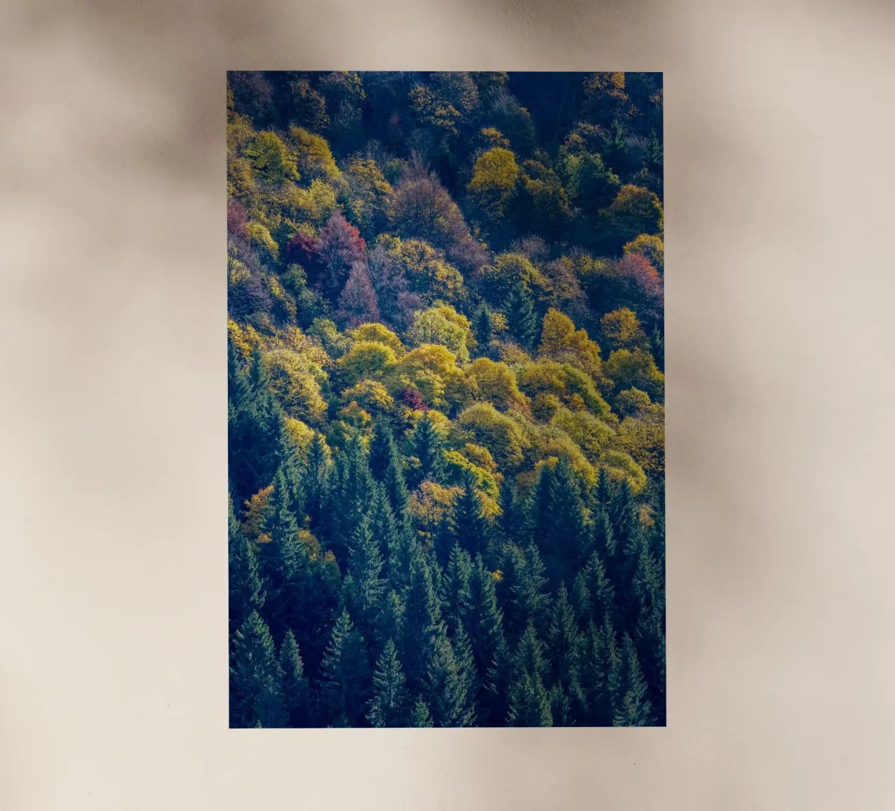 Colourful trees in a forest on a mountain pellicola backlit da anderm