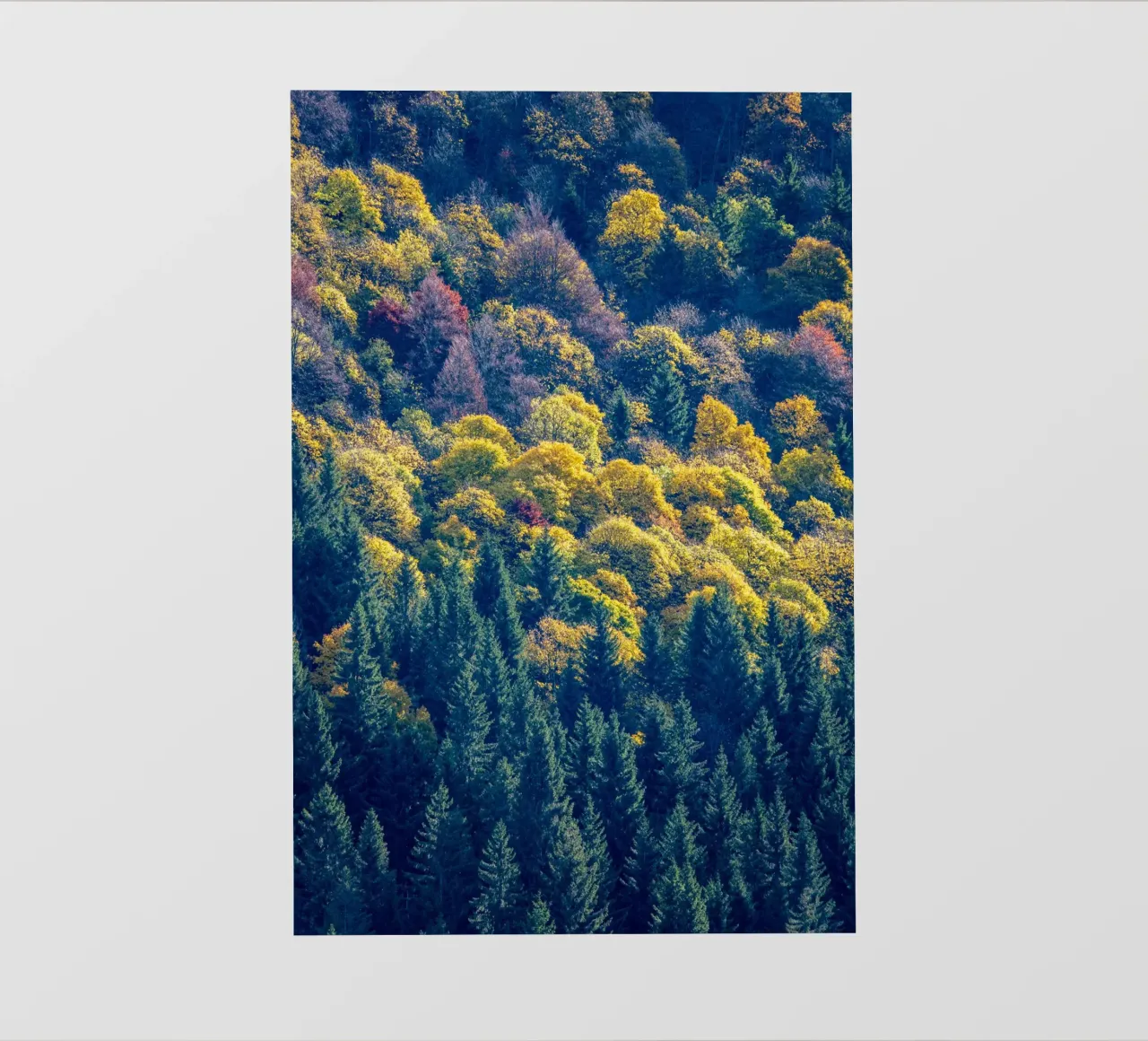 Colourful trees in a forest on a mountain pellicola backlit da anderm