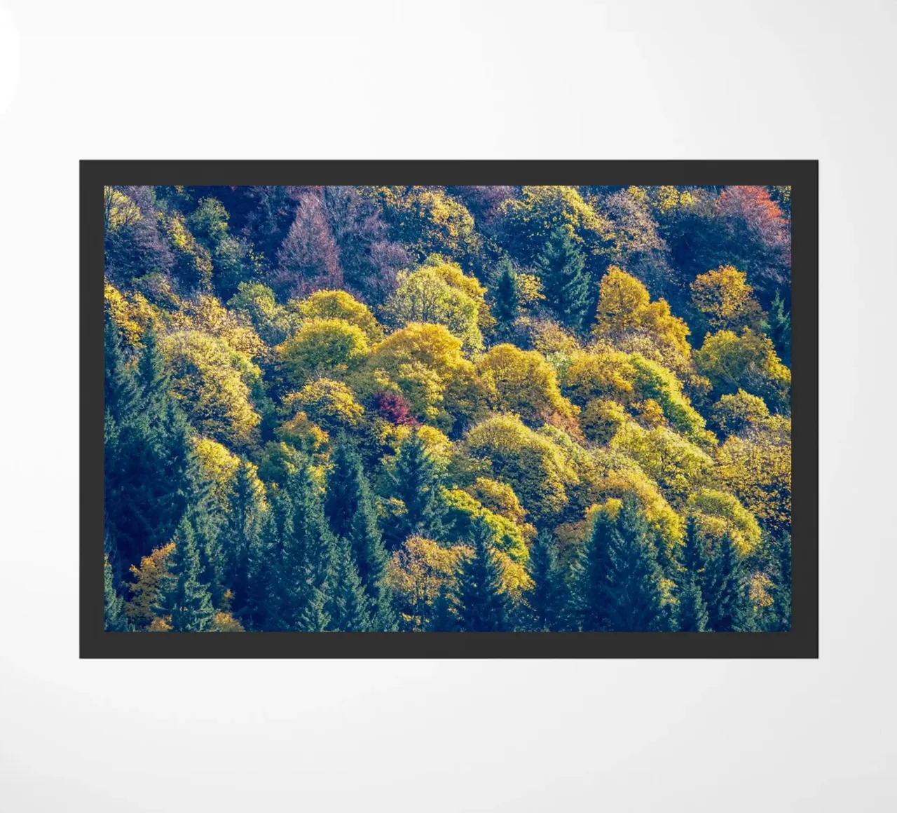 Colourful trees in a forest on a mountain zerbino da anderm