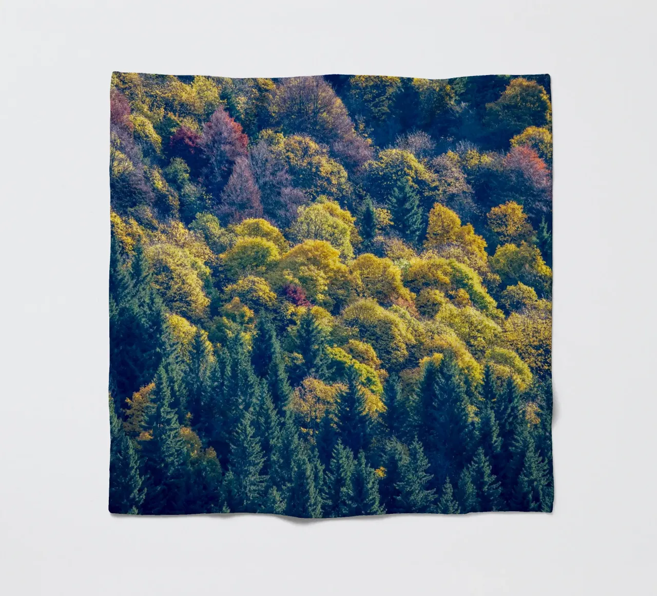 Colourful trees in a forest on a mountain coperta in pile da anderm