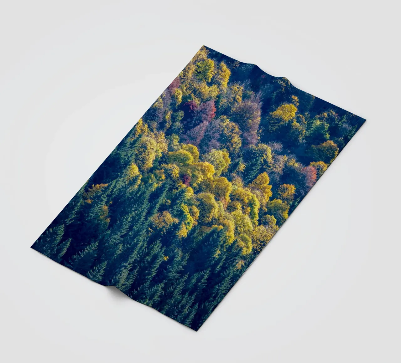 Colourful trees in a forest on a mountain coperta in pile da anderm