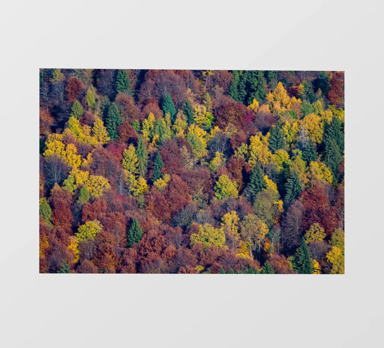 Colourful trees in a forest on a mountain pellicola backlit da anderm