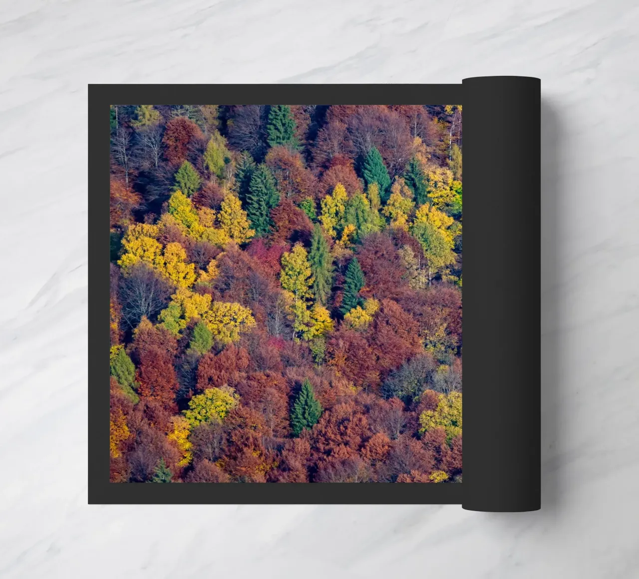 Colourful trees in a forest on a mountain zerbino da anderm