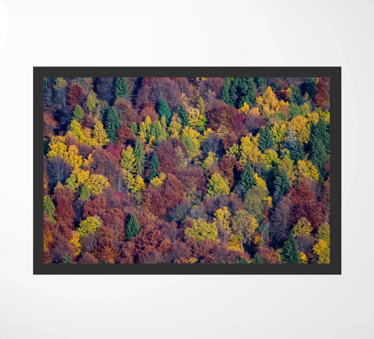 Colourful trees in a forest on a mountain zerbino da anderm