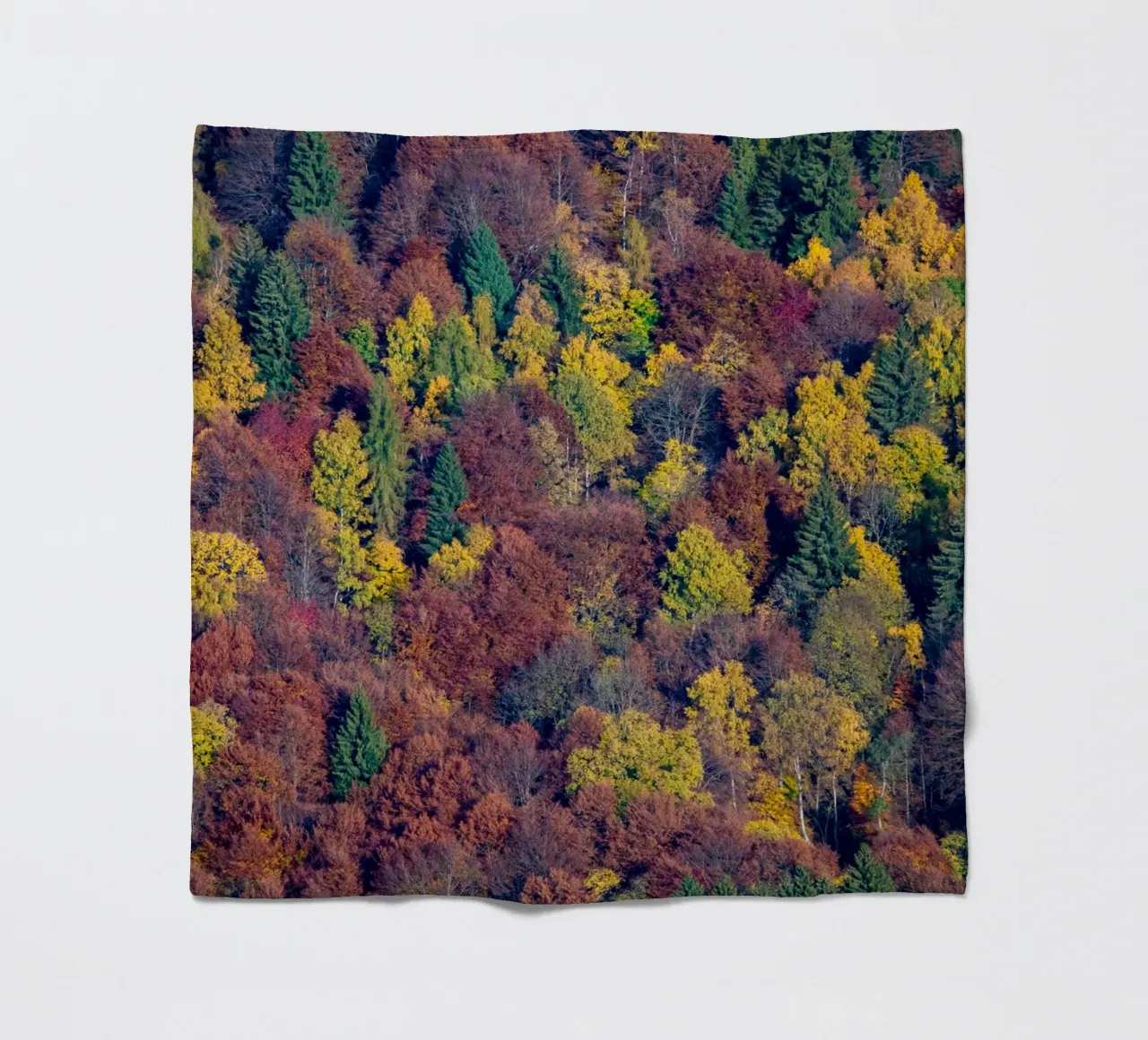 Colourful trees in a forest on a mountain coperta in pile da anderm