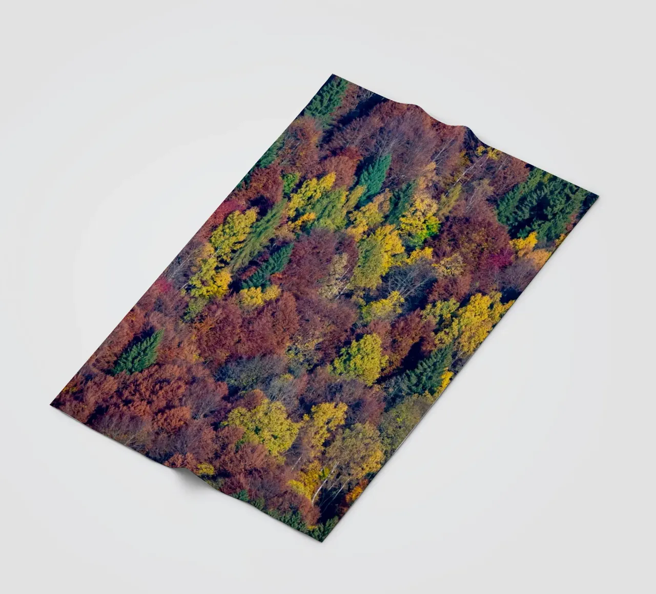 Colourful trees in a forest on a mountain coperta in pile da anderm