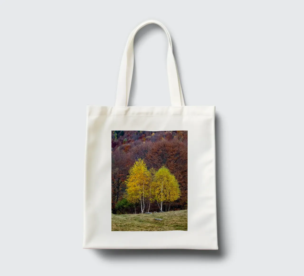 Colourful trees in a forest on a mountain borsa in juta da anderm