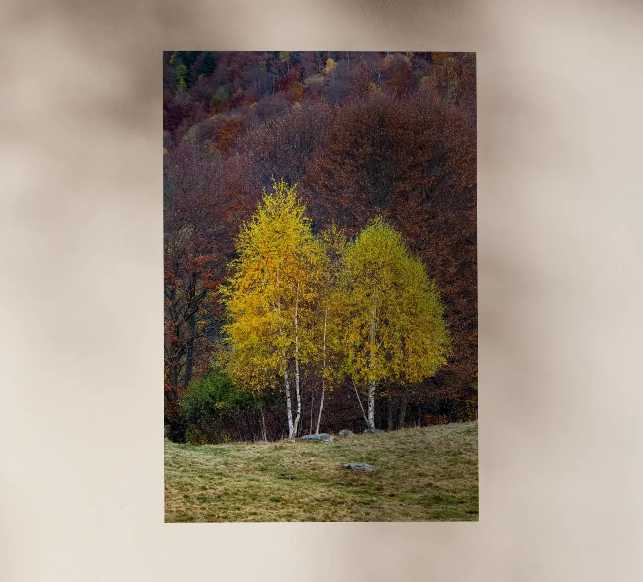 Colourful trees in a forest on a mountain pellicola backlit da anderm