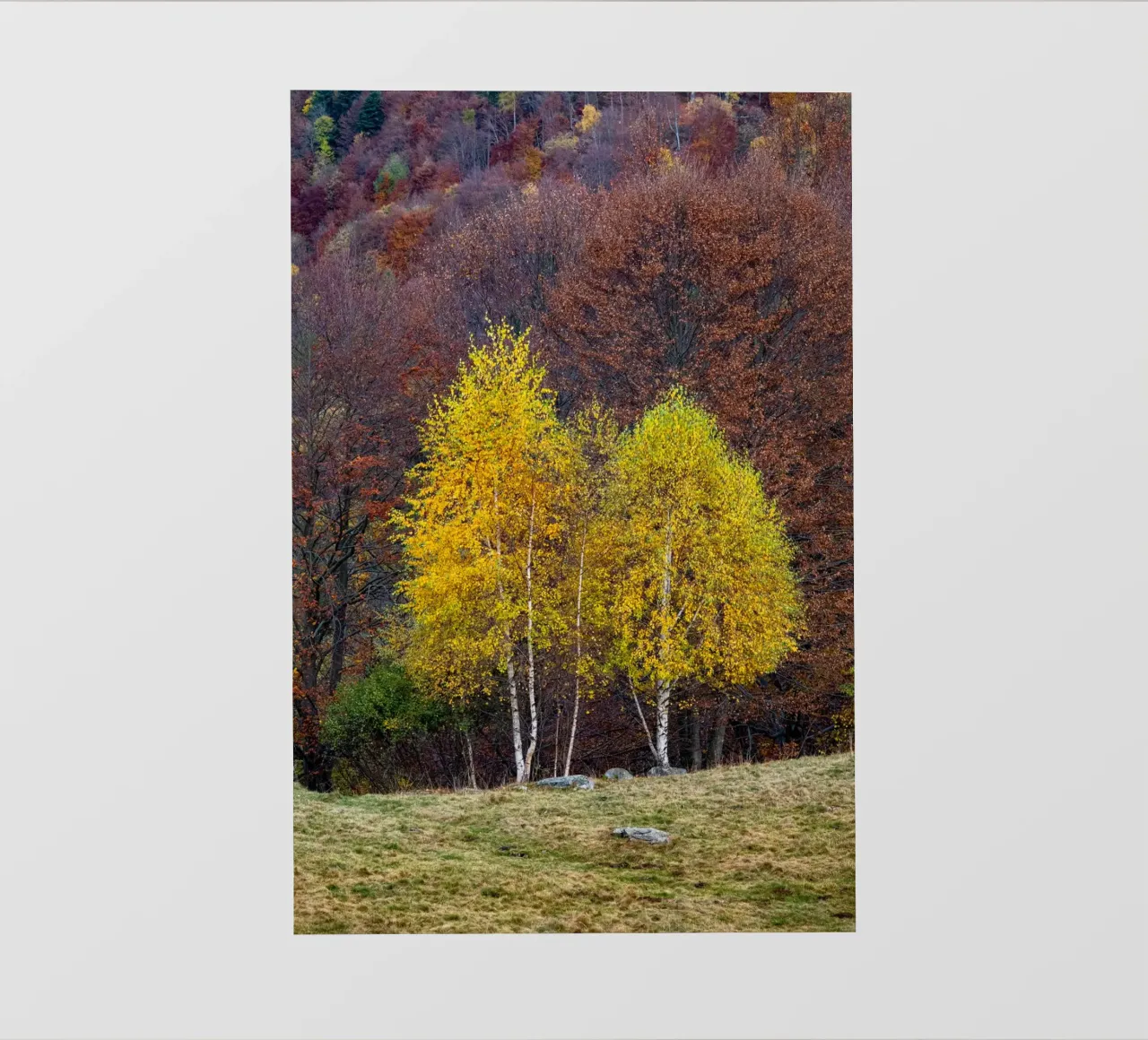 Colourful trees in a forest on a mountain pellicola backlit da anderm
