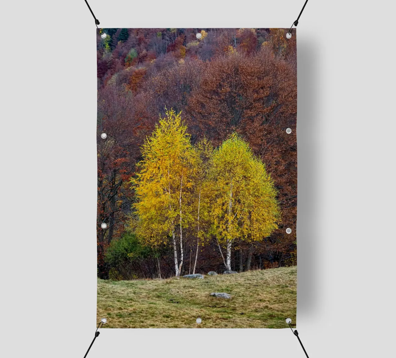 Colourful trees in a forest on a mountain telo in pvc da anderm