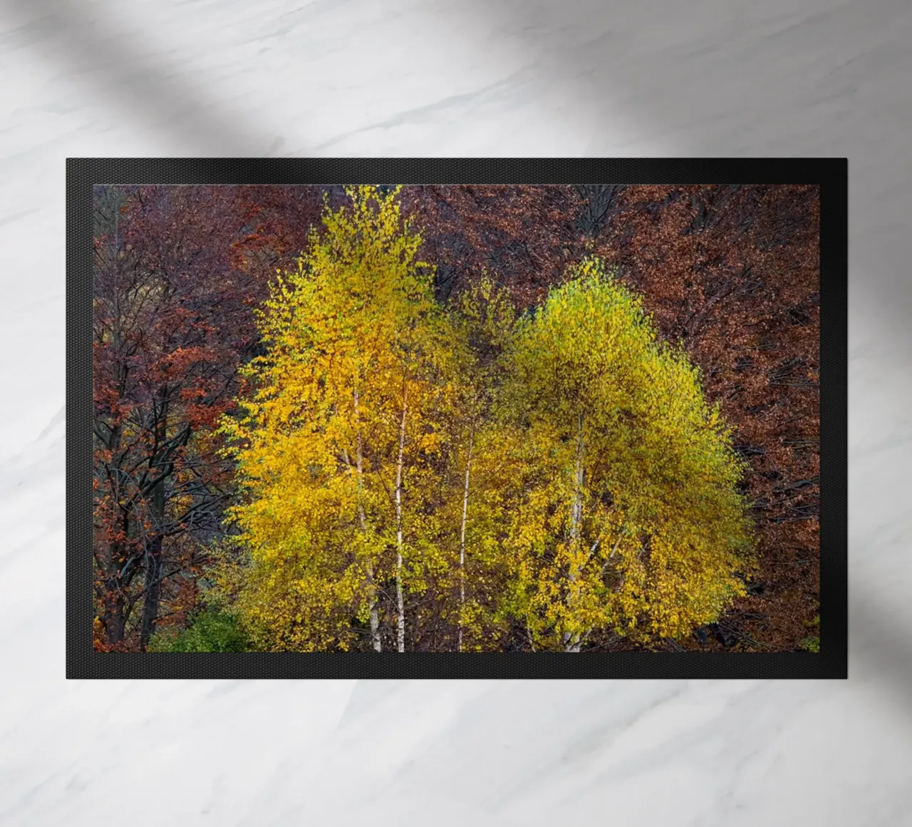 Colourful trees in a forest on a mountain zerbino da anderm