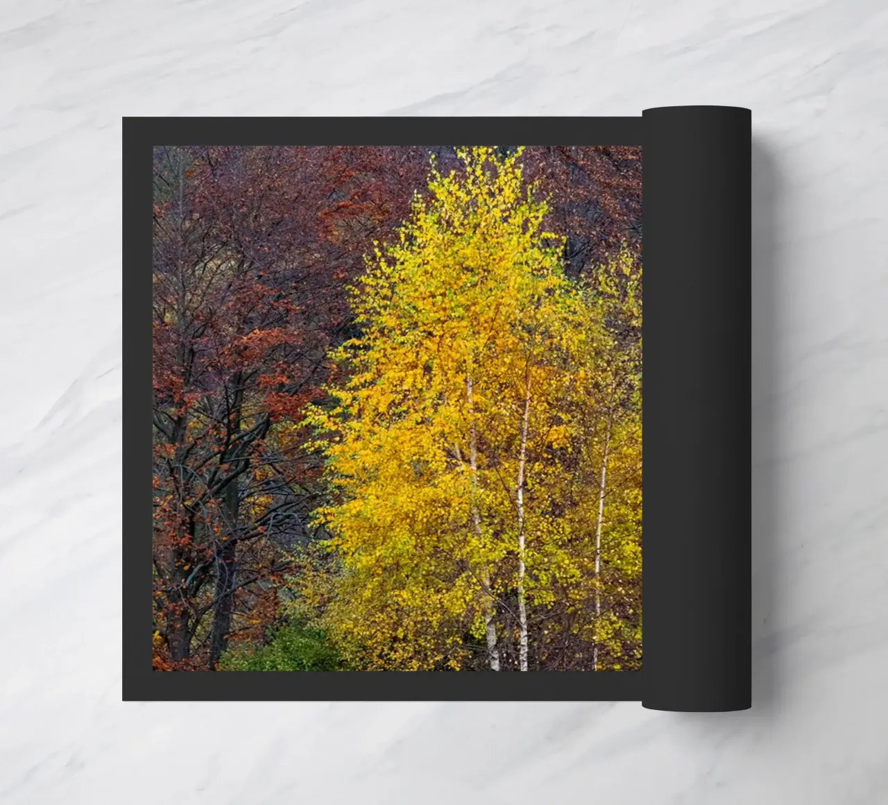 Colourful trees in a forest on a mountain zerbino da anderm