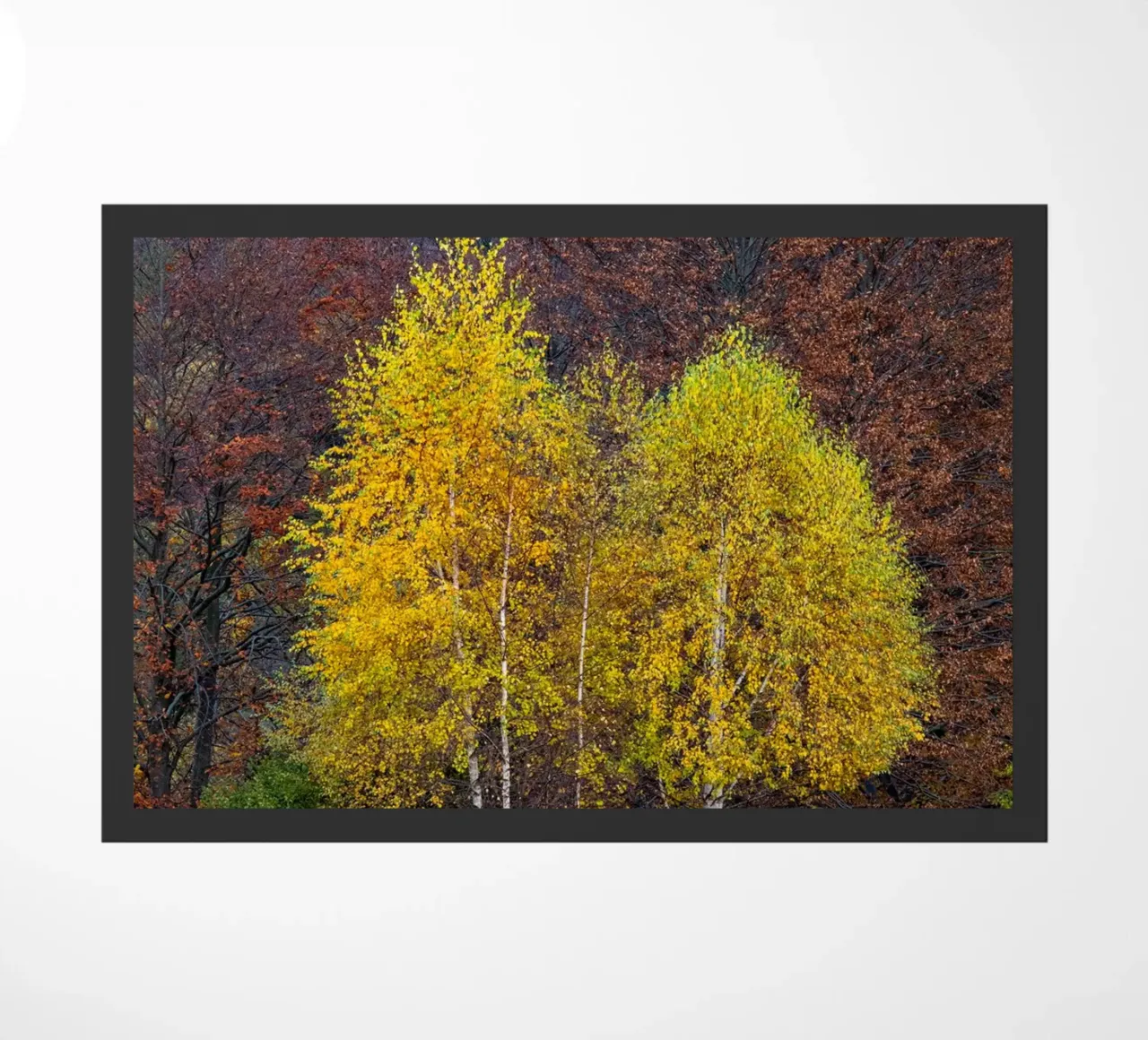 Colourful trees in a forest on a mountain zerbino da anderm