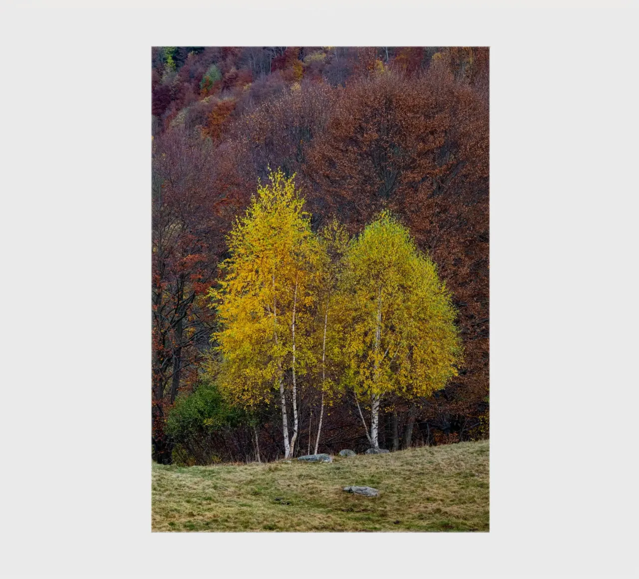 Colourful trees in a forest on a mountain diario da anderm