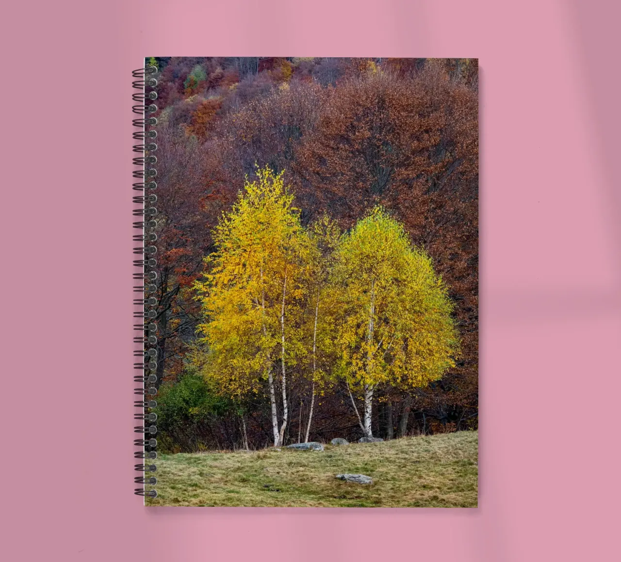 Colourful trees in a forest on a mountain diario ad anelli da anderm