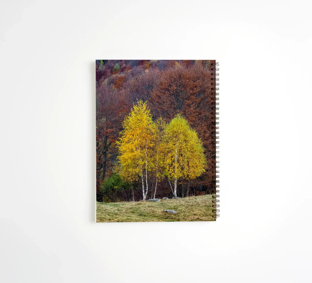 Colourful trees in a forest on a mountain diario ad anelli da anderm