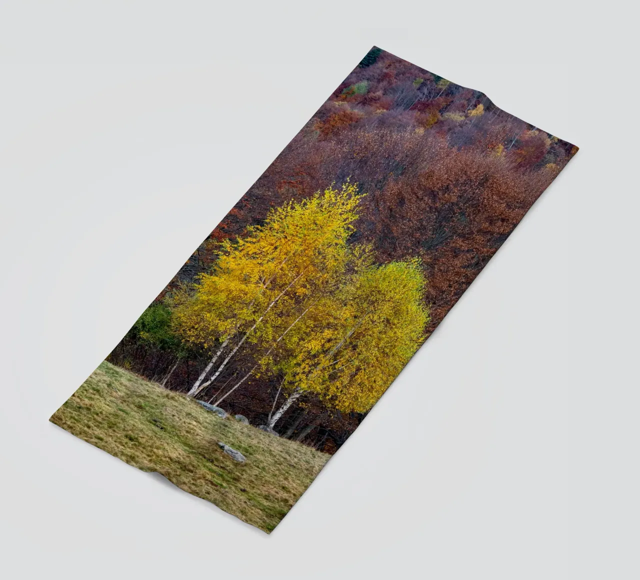 Colourful trees in a forest on a mountain telo mare da anderm