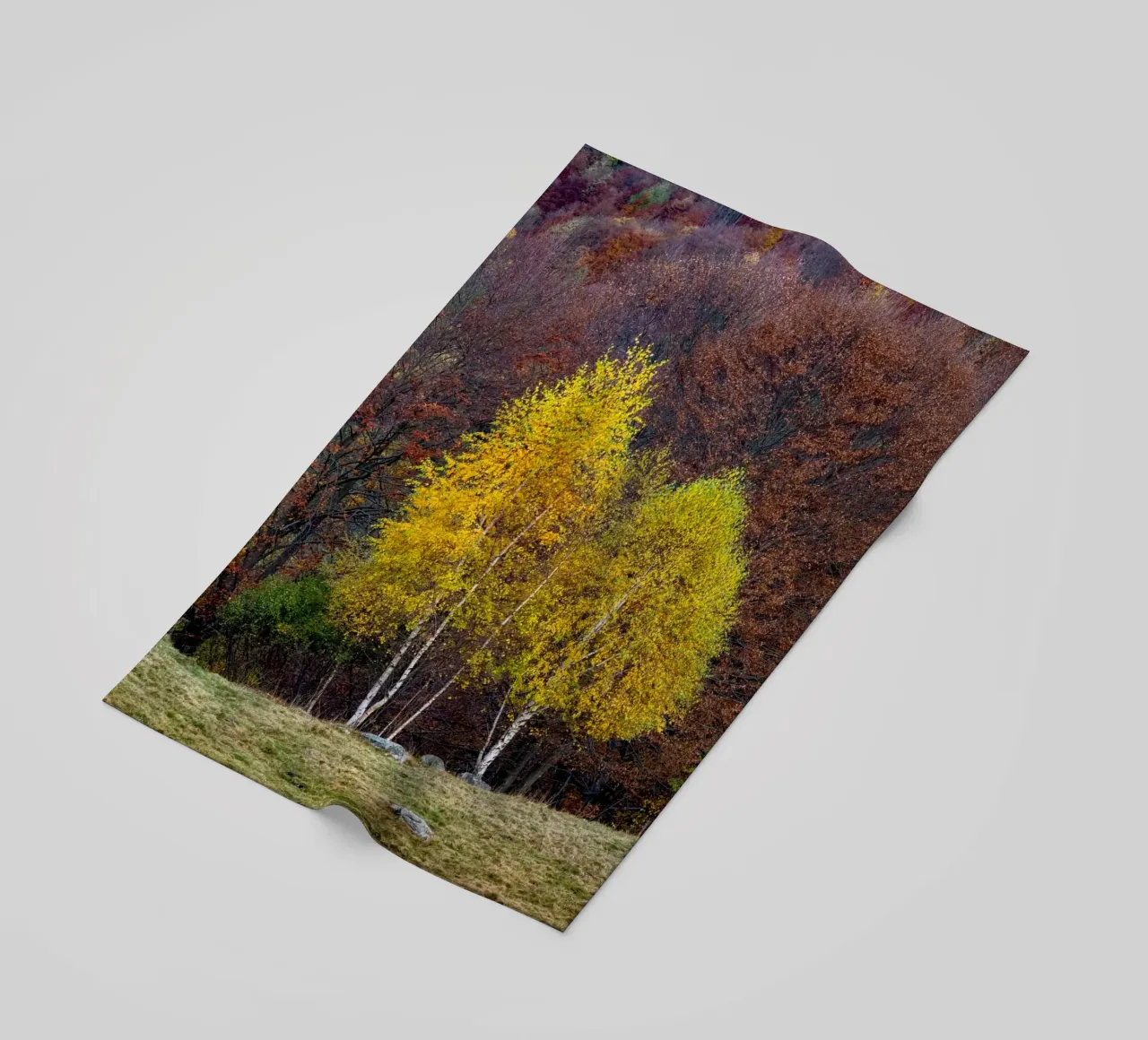 Colourful trees in a forest on a mountain telo mare da anderm