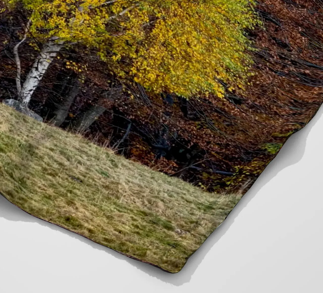 Colourful trees in a forest on a mountain coperta in pile da anderm