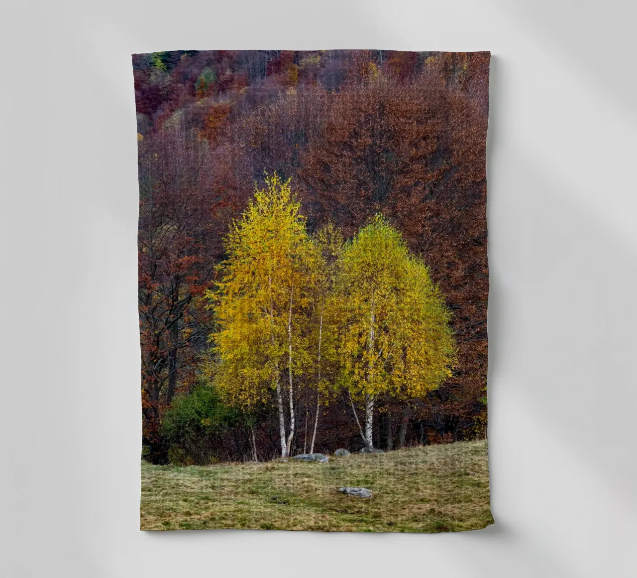 Colourful trees in a forest on a mountain torchon de anderm