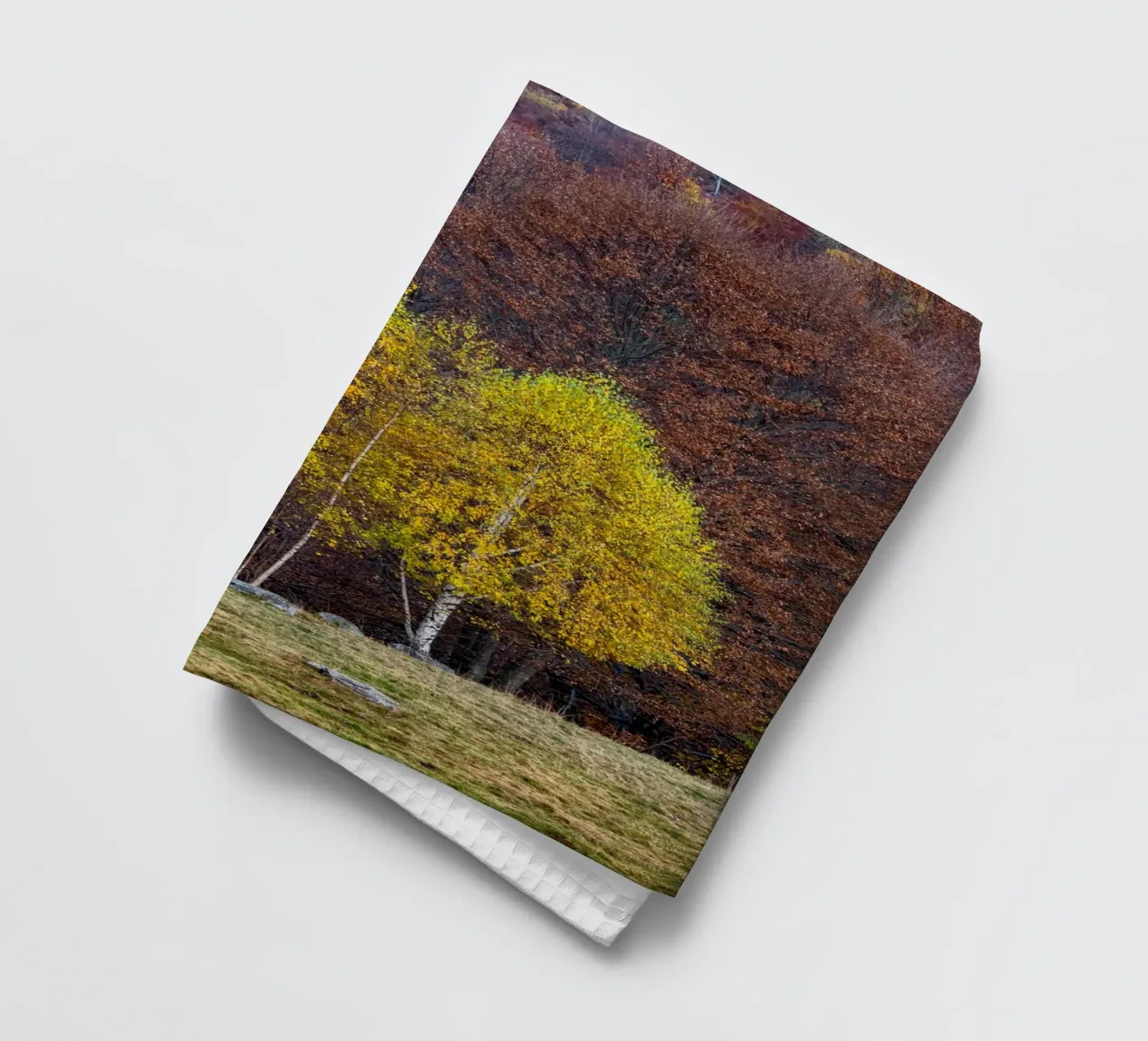 Colourful trees in a forest on a mountain torchon de anderm