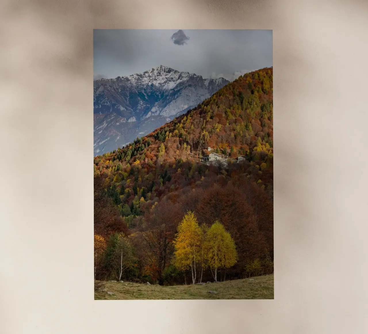 Colourful trees in a forest on a mountain pellicola backlit da anderm