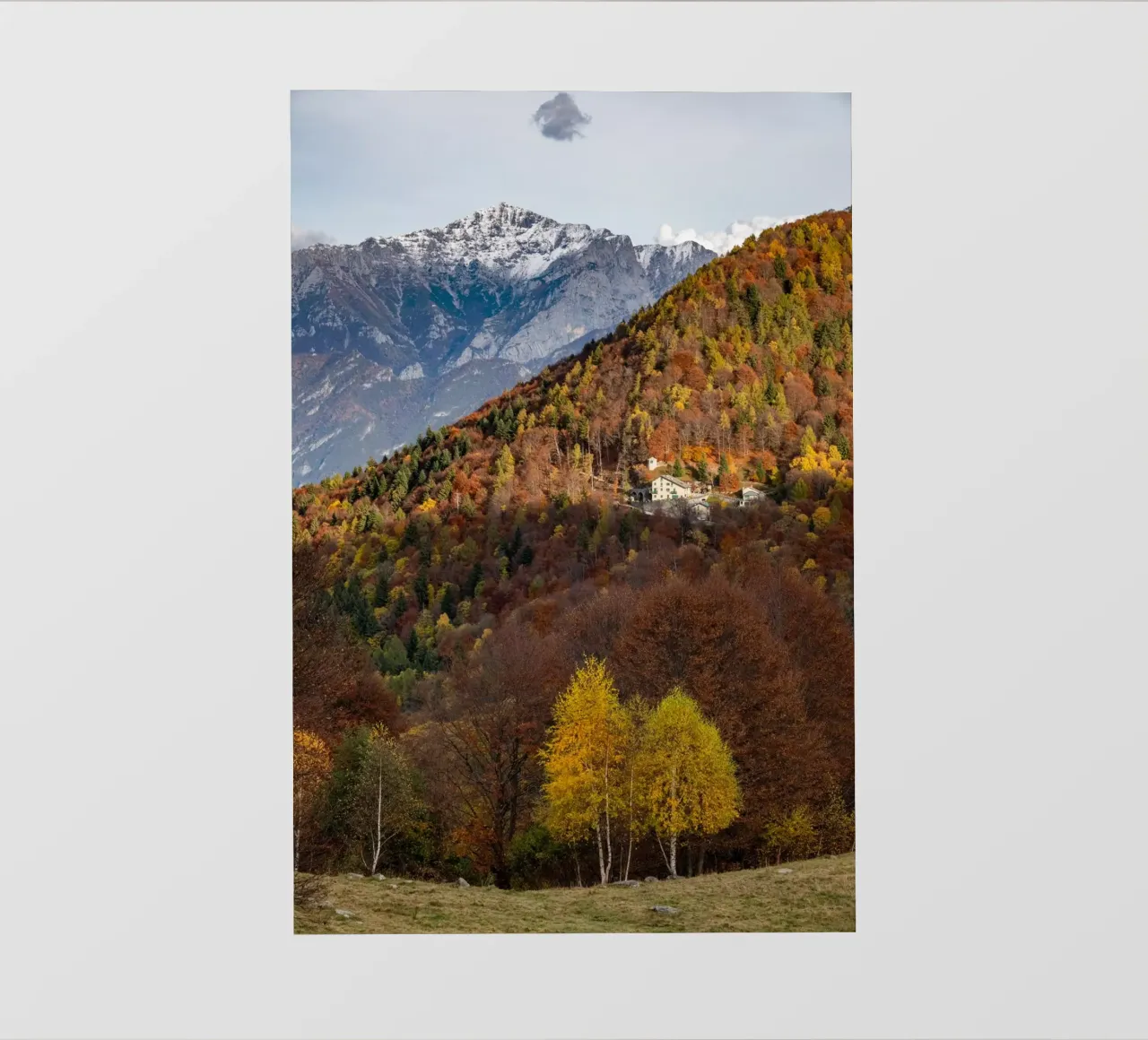 Colourful trees in a forest on a mountain pellicola backlit da anderm