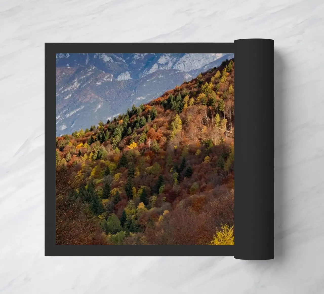 Colourful trees in a forest on a mountain zerbino da anderm