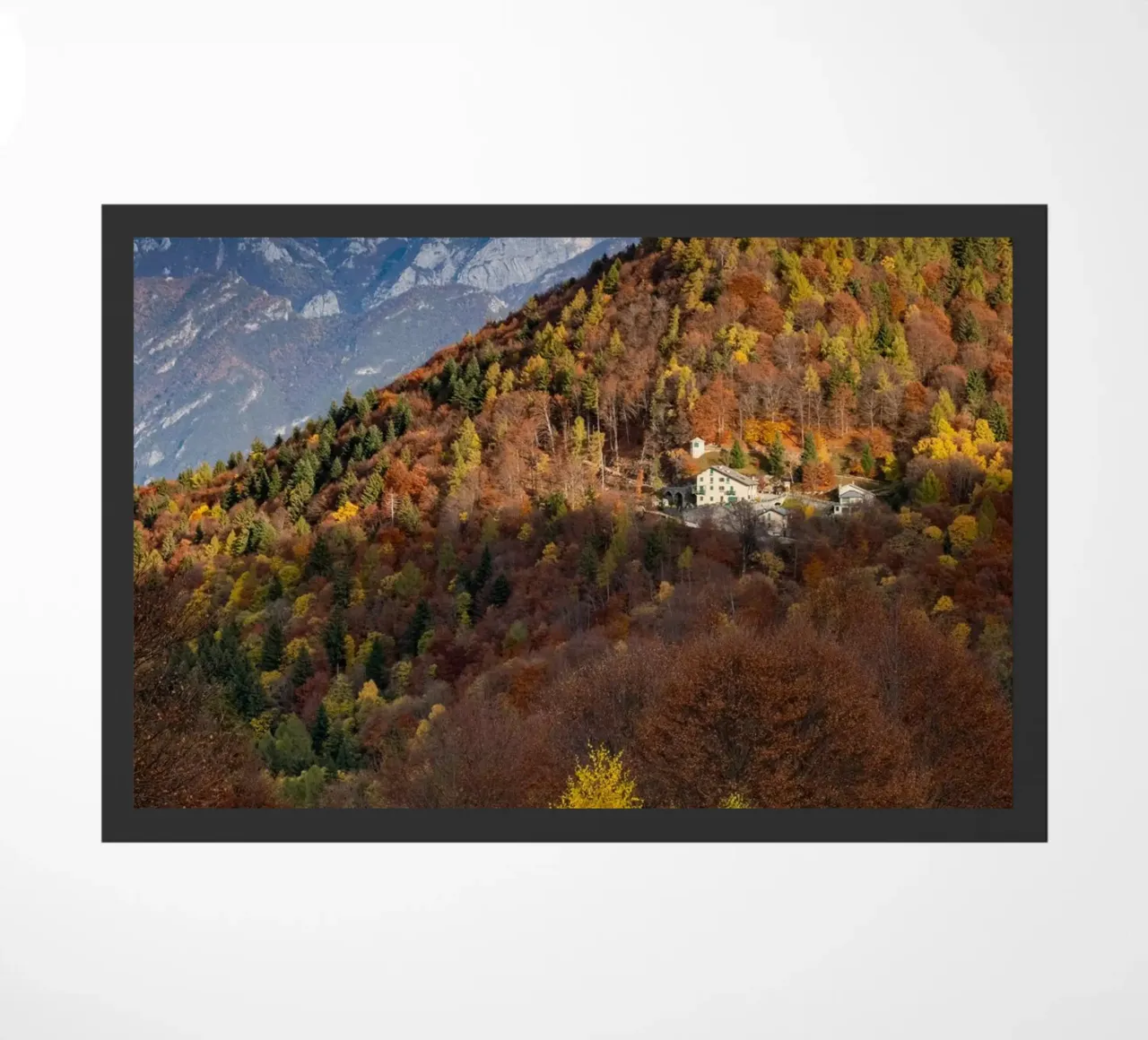 Colourful trees in a forest on a mountain zerbino da anderm