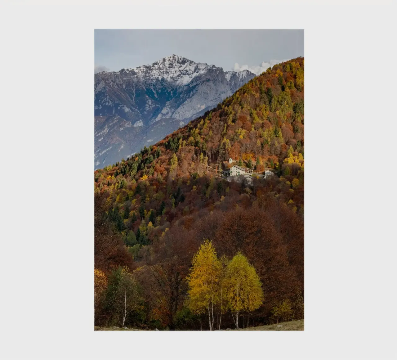 Colourful trees in a forest on a mountain notebook by anderm
