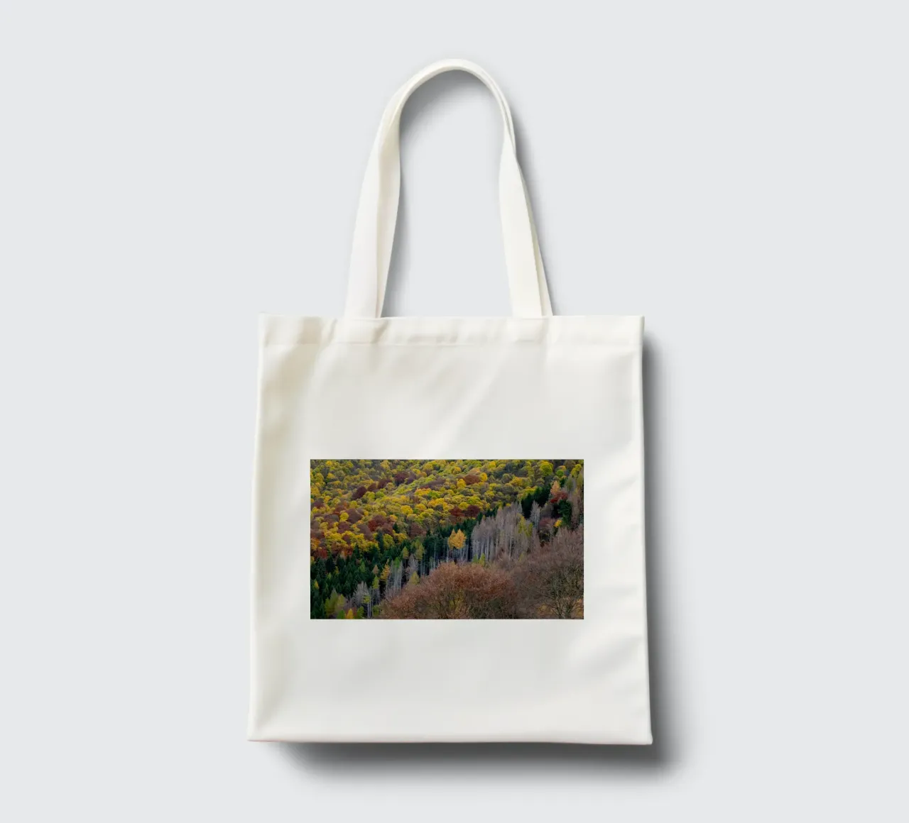 Colourful trees in a forest on a mountain borsa in juta da anderm