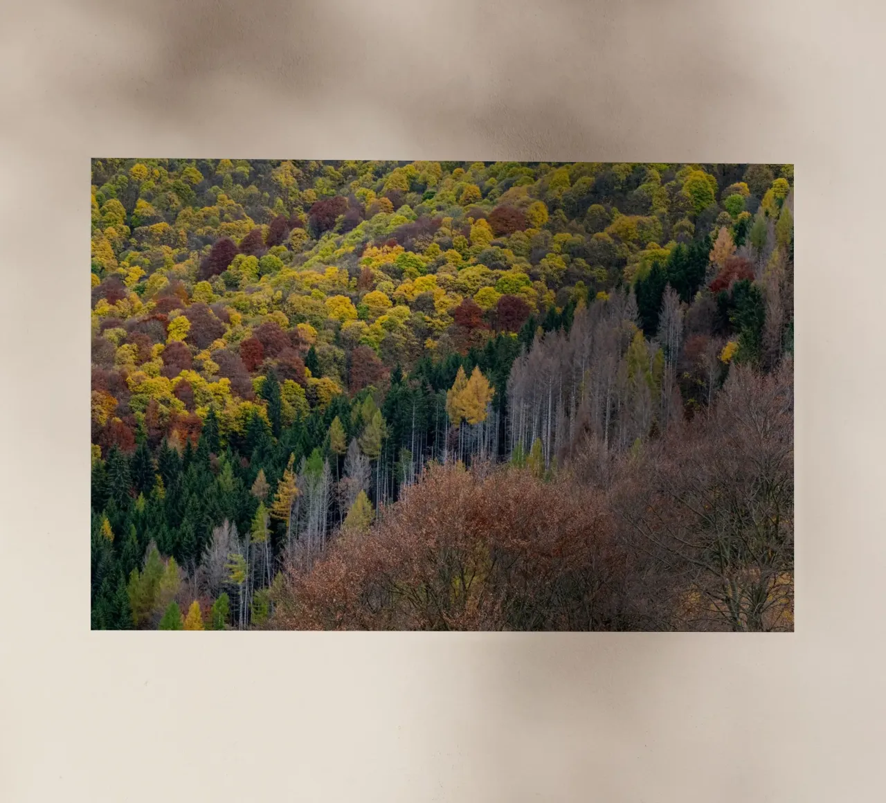 Colourful trees in a forest on a mountain pellicola backlit da anderm
