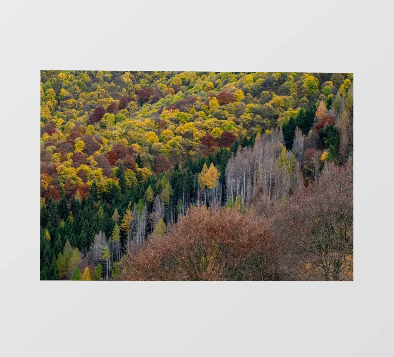 Colourful trees in a forest on a mountain pellicola backlit da anderm