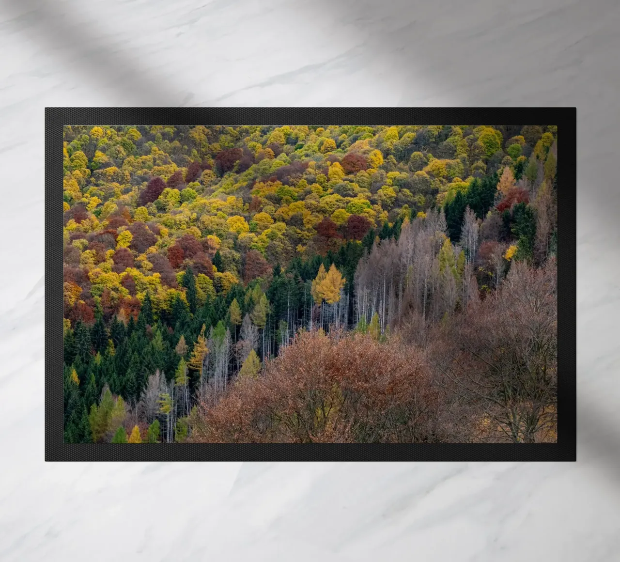 Colourful trees in a forest on a mountain zerbino da anderm