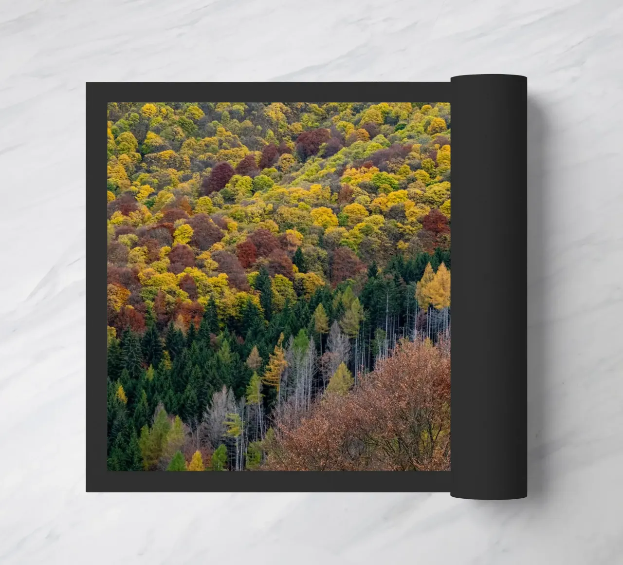 Colourful trees in a forest on a mountain zerbino da anderm