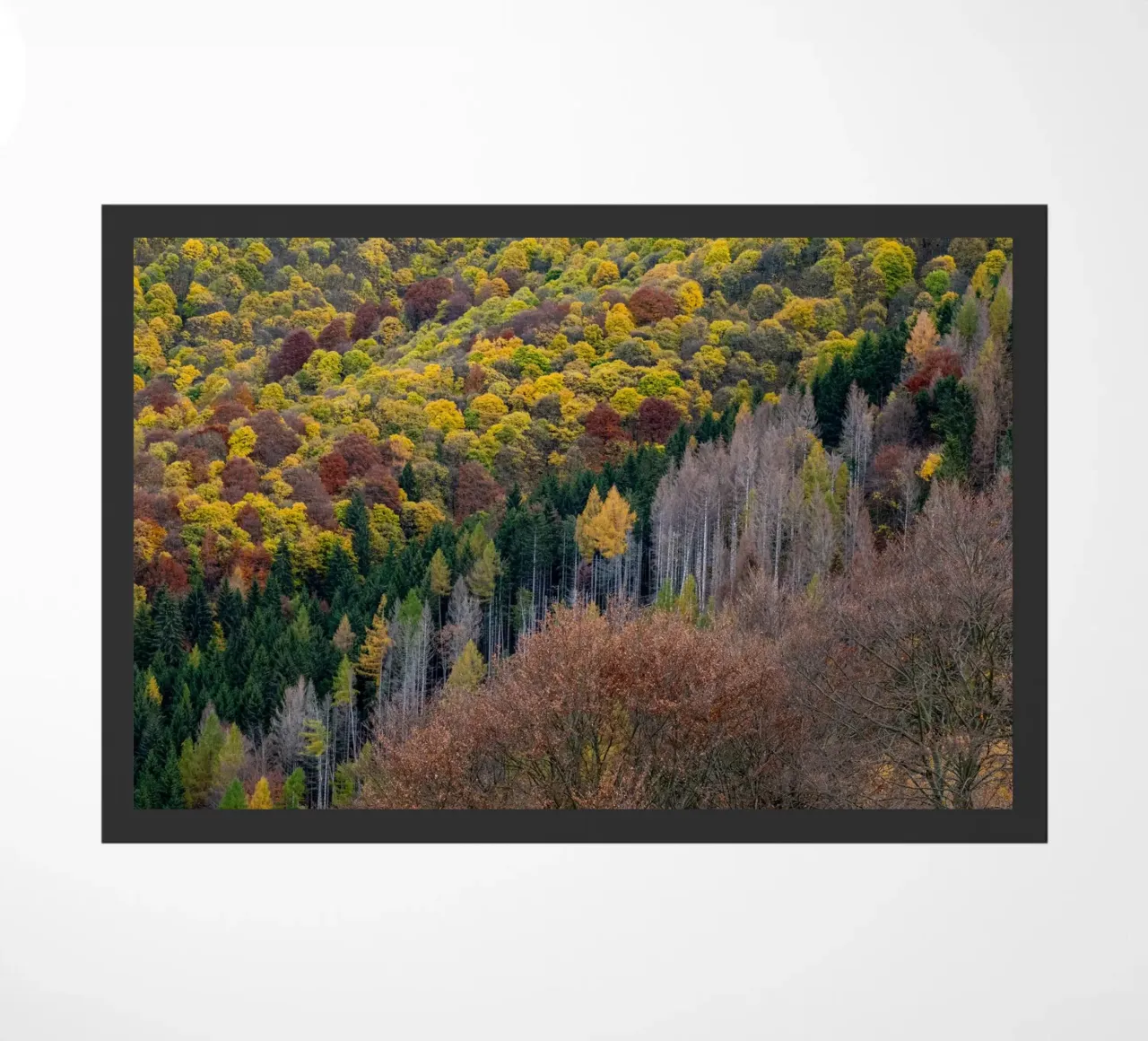 Colourful trees in a forest on a mountain zerbino da anderm