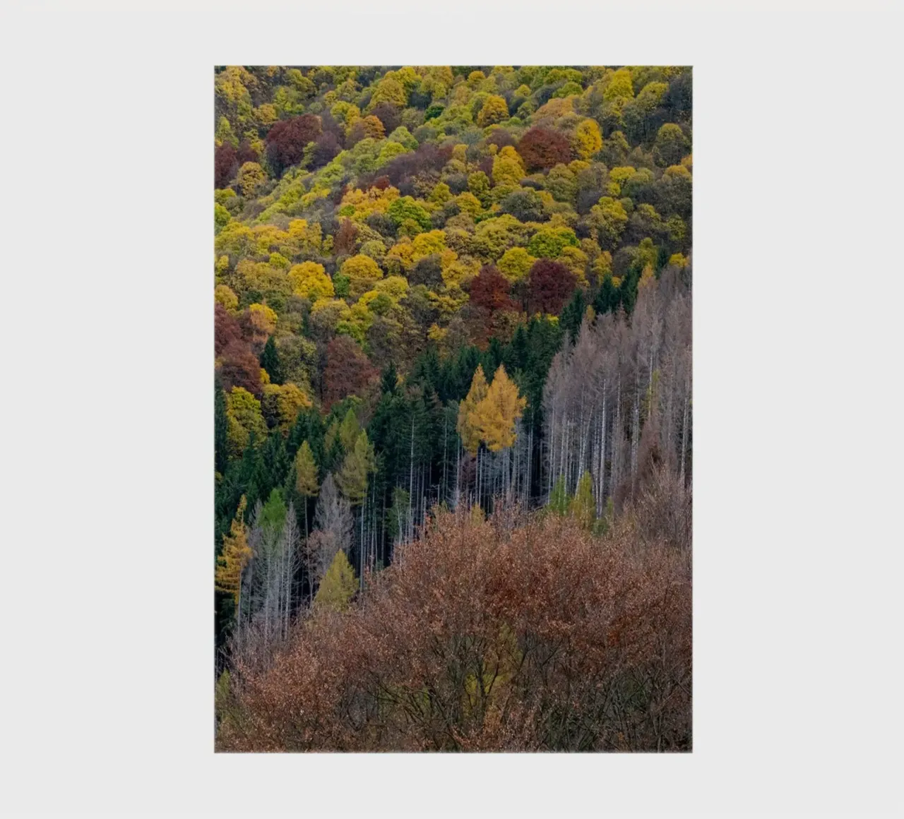 Colourful trees in a forest on a mountain notebook by anderm