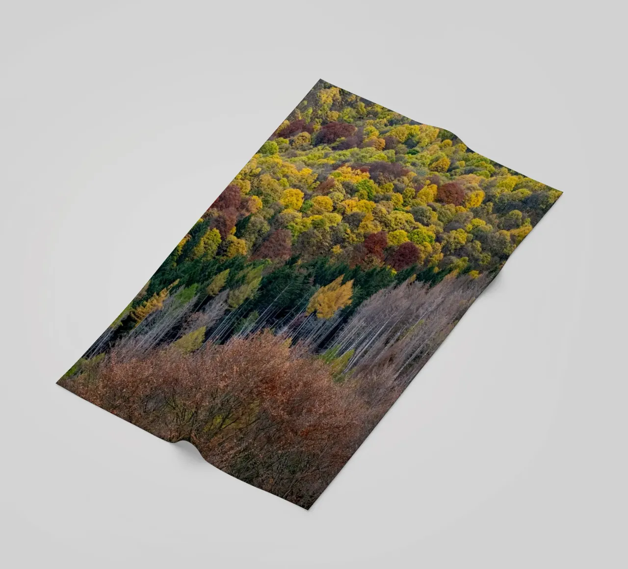 Colourful trees in a forest on a mountain telo mare da anderm