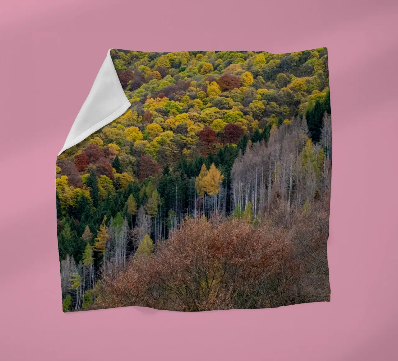 Colourful trees in a forest on a mountain coperta in pile da anderm