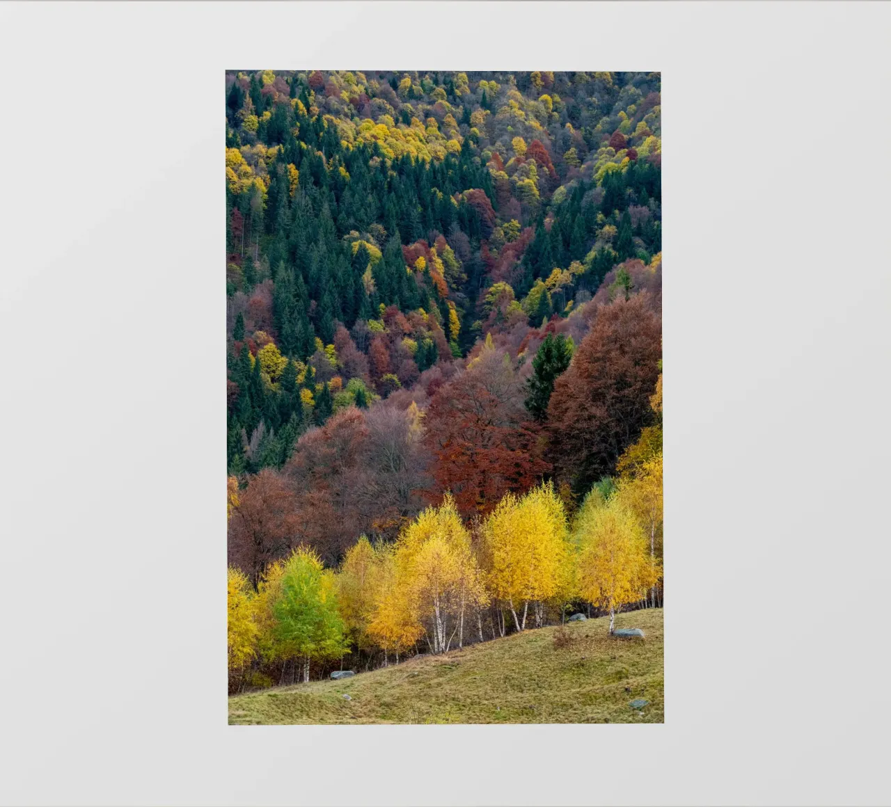 Colourful trees in a forest on a mountain telo in pvc da anderm