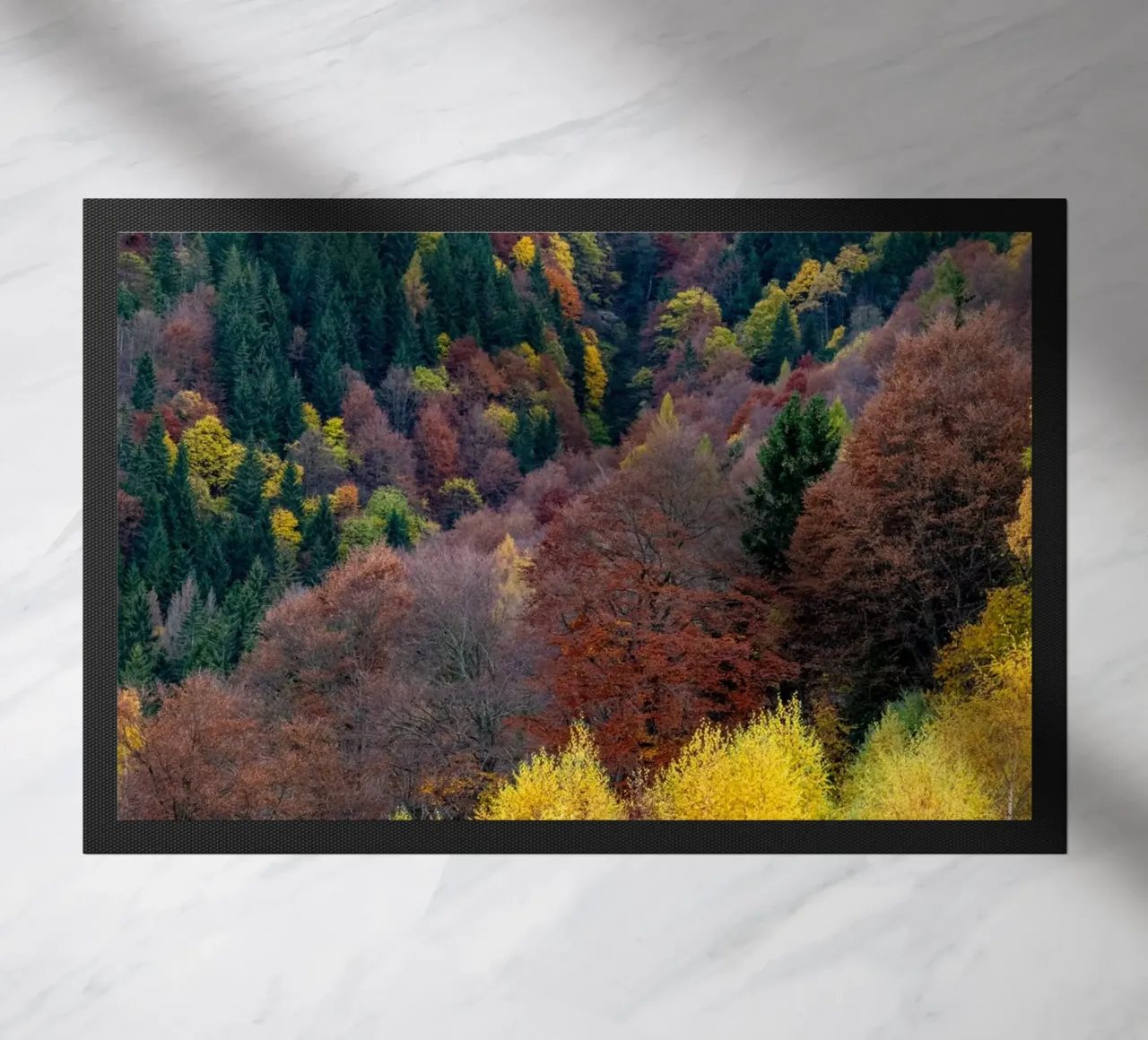 Colourful trees in a forest on a mountain zerbino da anderm