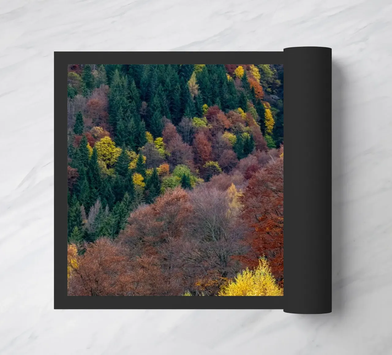 Colourful trees in a forest on a mountain zerbino da anderm