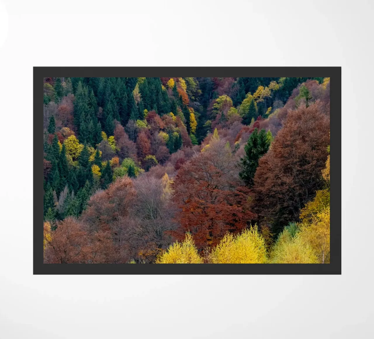 Colourful trees in a forest on a mountain zerbino da anderm