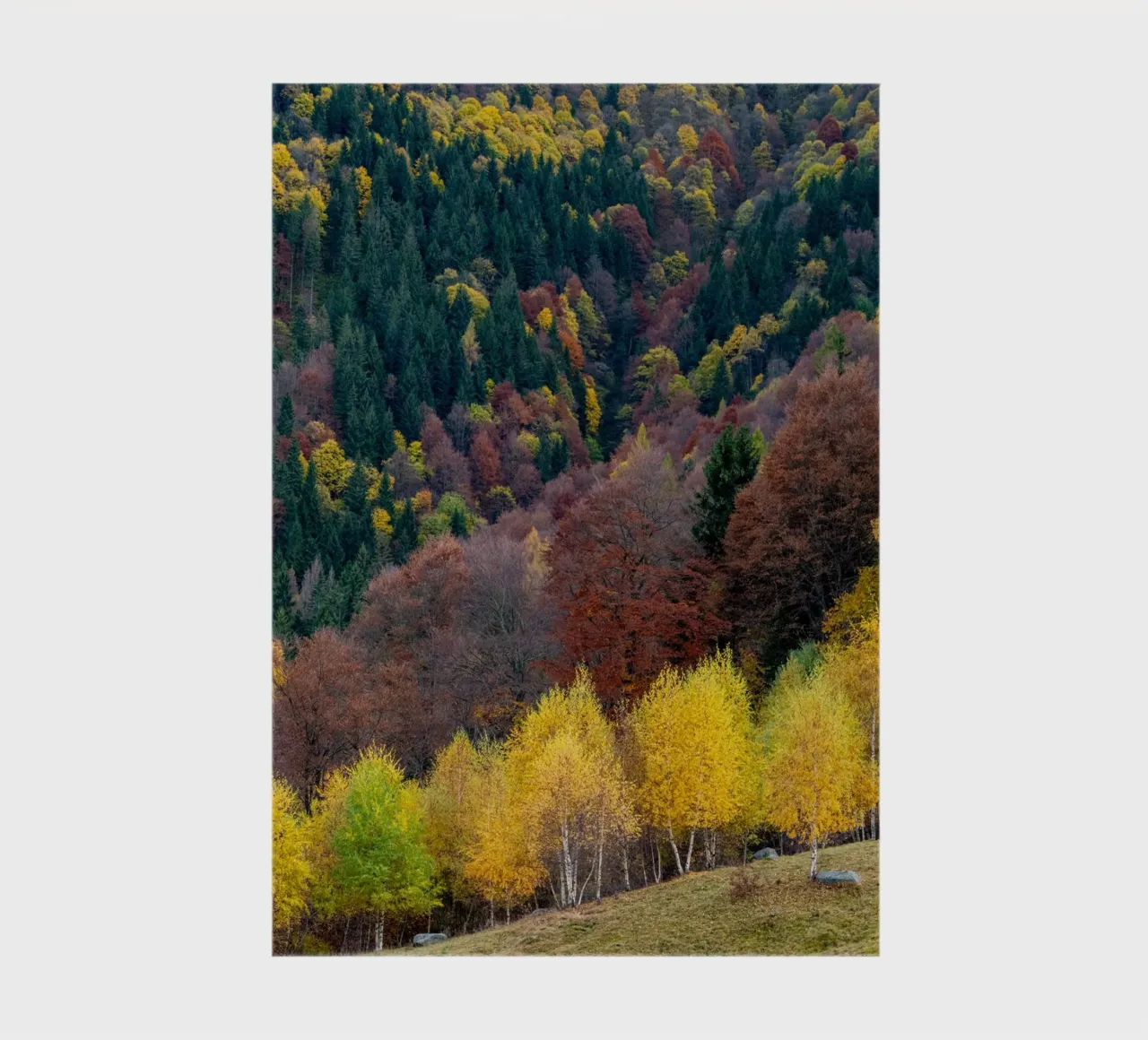 Colourful trees in a forest on a mountain notebook by anderm