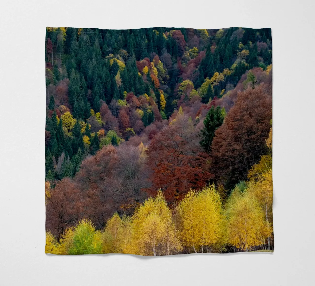 Colourful trees in a forest on a mountain coperta in pile da anderm