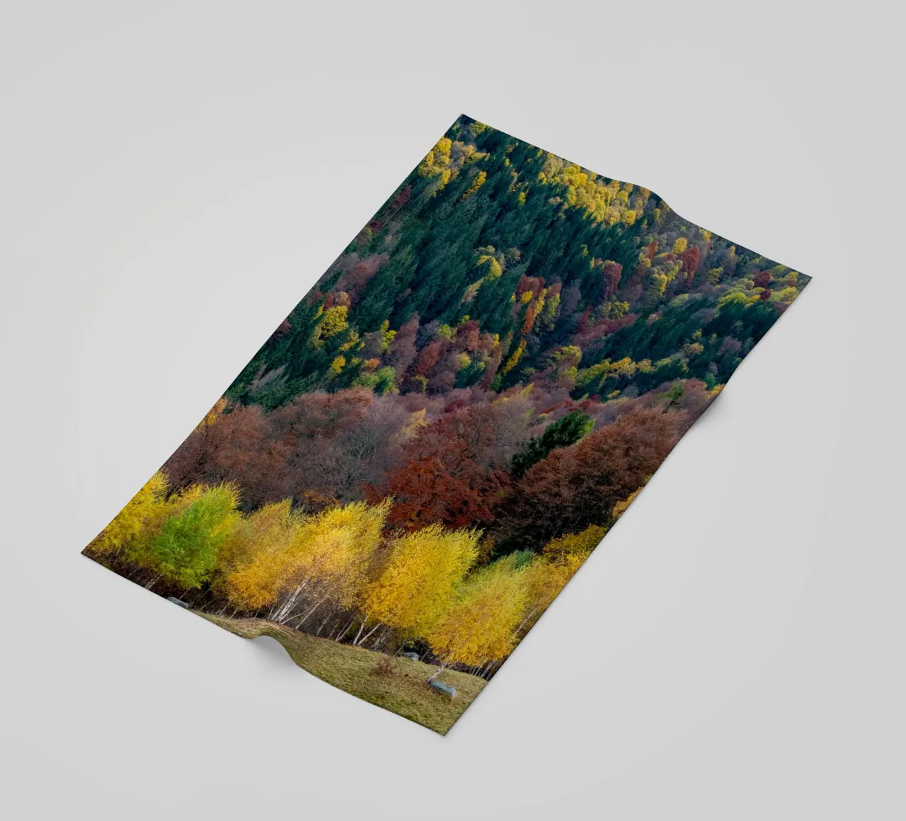 Colourful trees in a forest on a mountain telo mare da anderm