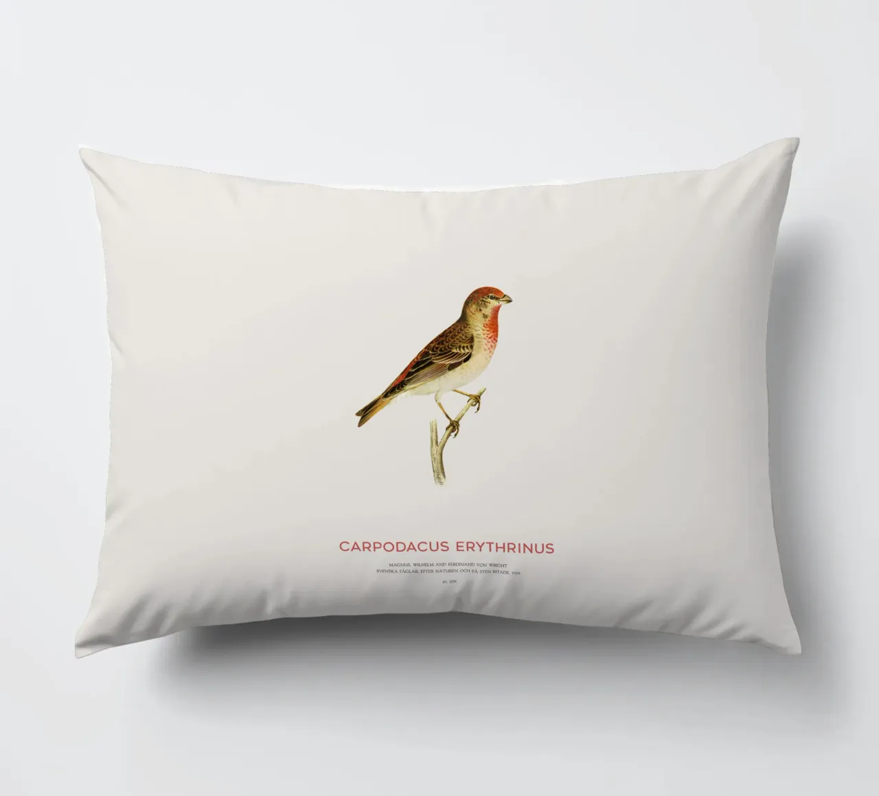 Rosone scarlatto o Carpodacus Erythrinus cuscino da Vintagrafica