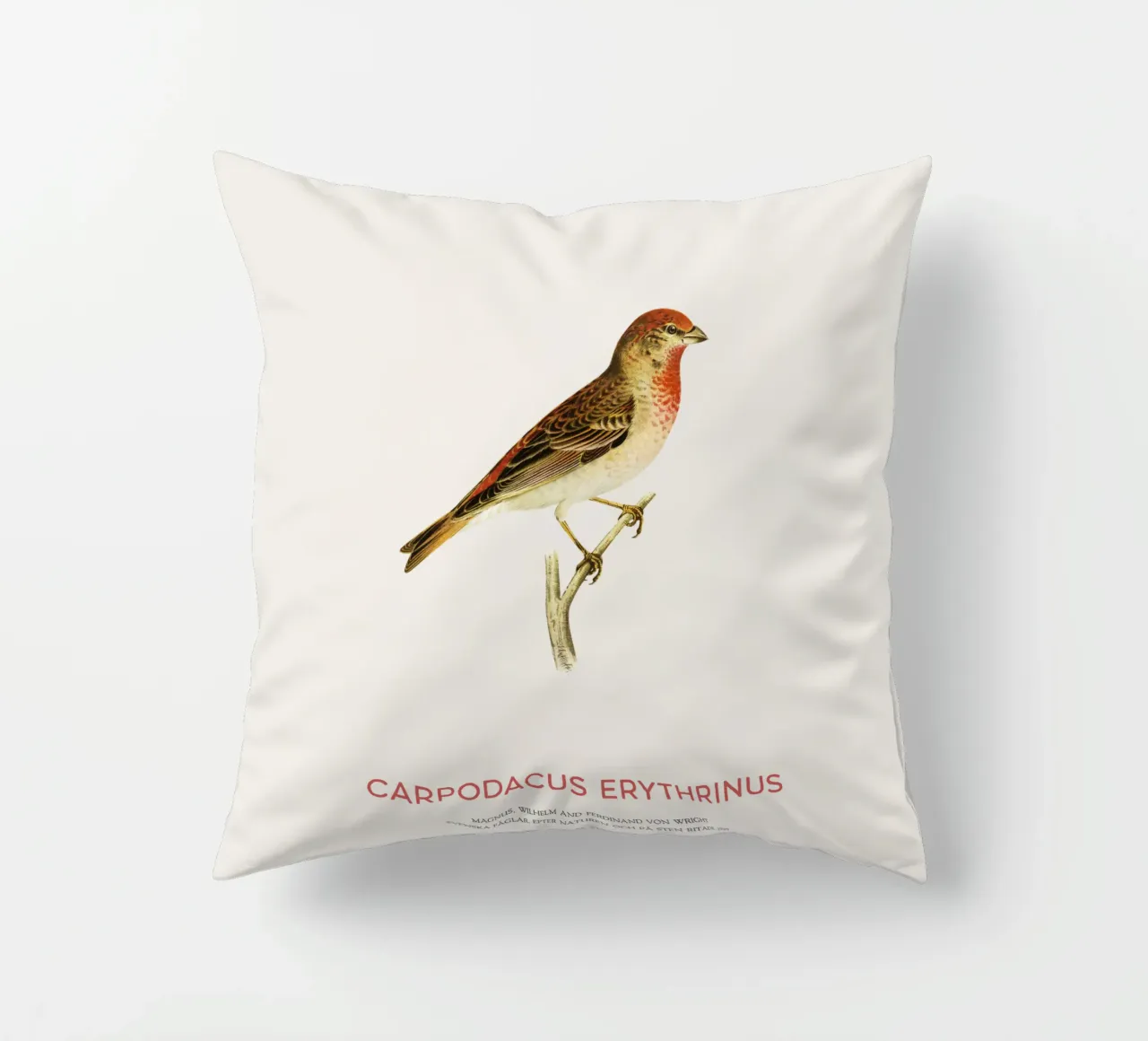 Rosone scarlatto o Carpodacus Erythrinus cuscino da Vintagrafica
